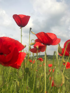 Mohnblüten, Sommer in Herrenberg, Foto von Sybille Nehring